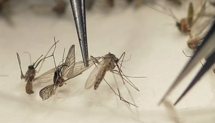 Zika custou 4,6 bilhões de dólares ao Brasil nos últimos dois anos, diz ONU
